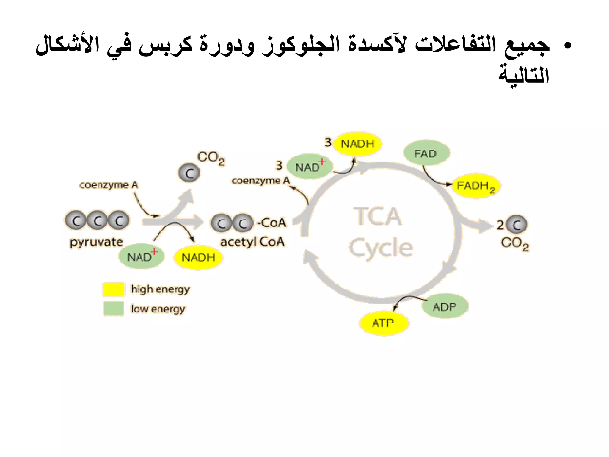 •‫األشكال‬ ً‫ف‬ ‫كربس‬ ‫ودورة‬ ‫الجلوكوز‬ ‫آلكسدة‬ ‫التفاعالت‬ ‫جمٌع‬
‫التالٌة‬
 