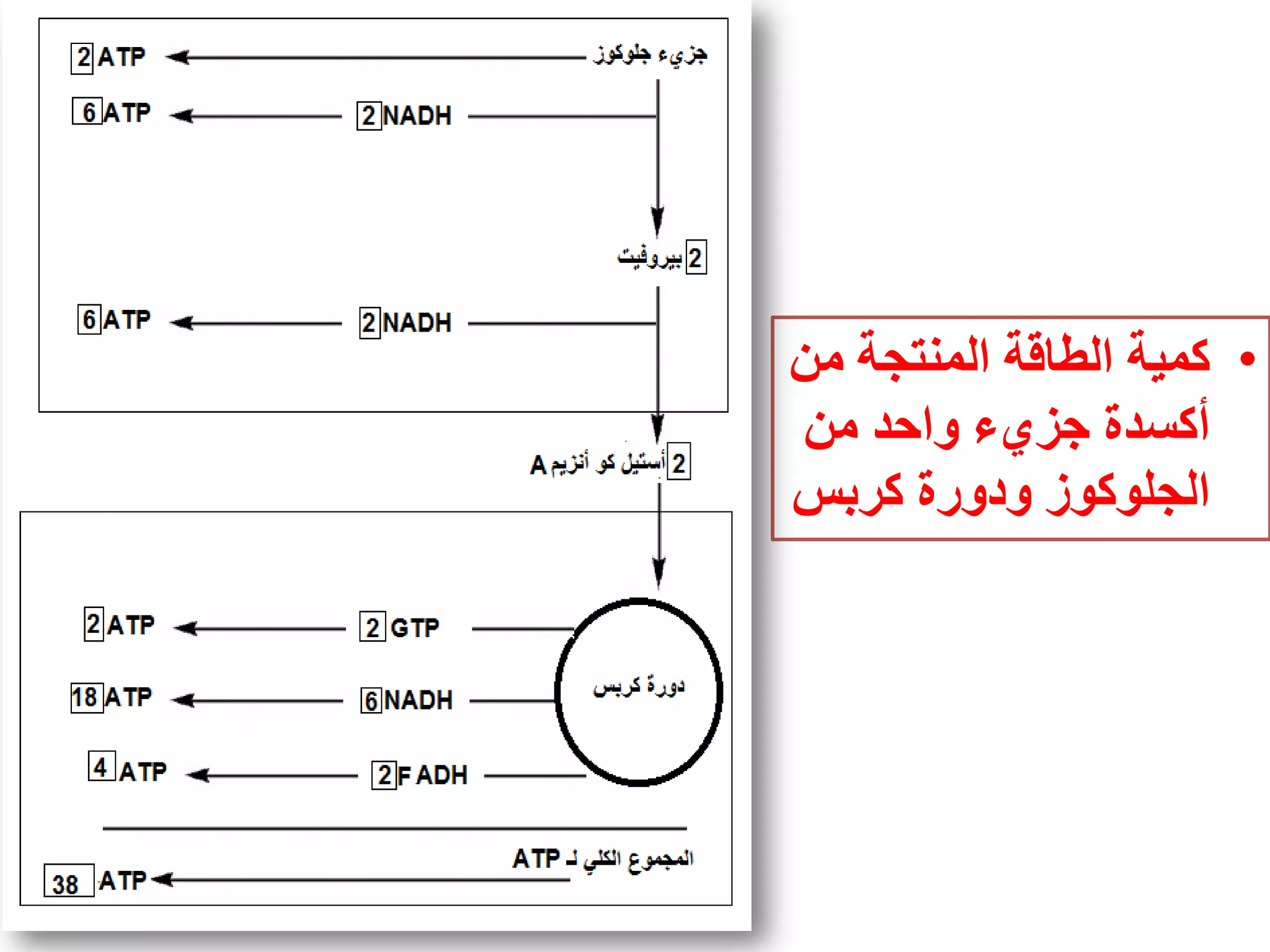 •ٍ‫ي‬ ‫انًُخدت‬ ‫انطالت‬ ‫كًٛت‬
ٍ‫ي‬ ‫ٔاحذ‬ ‫خض٘ء‬ ‫أكسذة‬
‫كشبس‬ ‫ٔدٔسة‬ ‫اندهٕكٕص‬
 