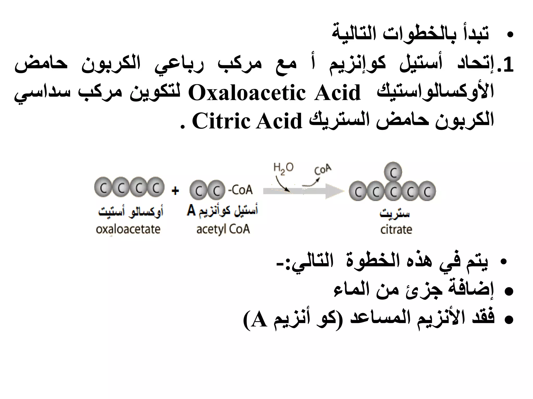 •‫حبذأ‬‫بانخطٕاث‬‫انخانٛت‬
.1‫إححاد‬‫أسخٛم‬‫كٕإَضٚى‬‫أ‬‫يع‬‫يشكب‬ٙ‫سباع‬ٌٕ‫انكشب‬‫حايض‬
‫األٔكسانٕاسخٛك‬Oxaloacetic Acidٍٕٚ‫نخك‬‫يشكب‬ٙ‫سذاس‬
ٌٕ‫انكشب‬‫حايض‬‫انسخشٚك‬Citric Acid.
•ٙ‫انخان‬ ‫انخطٕة‬ ِ‫ْز‬ ٙ‫ف‬ ‫ٚخى‬:-
‫انًاء‬ ٍ‫ي‬ ‫خضا‬ ‫إضافت‬
‫انًساعذ‬ ‫األَضٚى‬ ‫فمذ‬(‫أَضٚى‬ ٕ‫ك‬A)
 