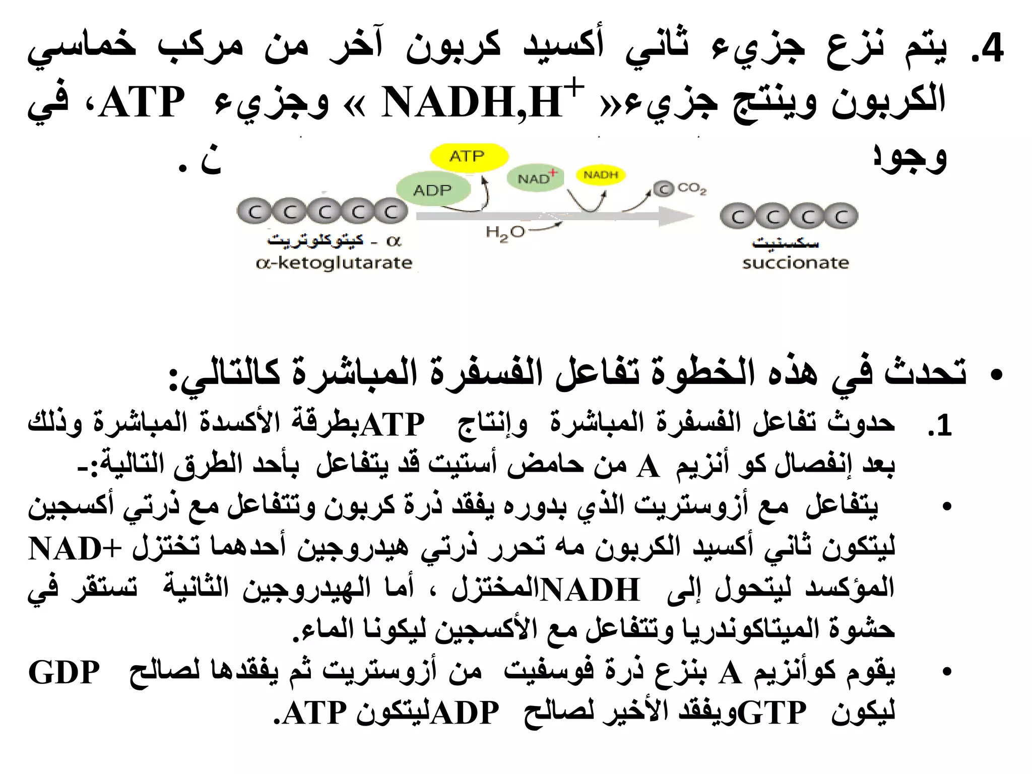 .4‫ٚخى‬‫َضع‬‫خض٘ء‬َٙ‫ثا‬‫أكسٛذ‬ٌٕ‫كشب‬‫آخش‬ٍ‫ي‬‫يشكب‬ٙ‫خًاس‬
ٌٕ‫انكشب‬‫ُٔٚخح‬‫خض٘ء‬«NADH,H+»‫ٔخض٘ء‬ATP،ٙ‫ف‬
‫ٔخٕد‬‫خضا‬ٍ‫ي‬‫انًاء‬،‫نُٛخح‬‫يشكب‬ٙ‫سباع‬ٌٕ‫انكشب‬.
•‫ححذد‬ٙ‫ف‬ِ‫ْز‬‫انخطٕة‬‫حفاعم‬‫انفسفشة‬‫انًباششة‬ٙ‫كانخان‬:
.1‫حذٔد‬‫حفاعم‬‫انفسفشة‬‫انًباششة‬‫ٔإَخاج‬ATP‫بطشلت‬‫األكسذة‬‫انًباششة‬‫ٔرنك‬
‫بعذ‬‫إَفصال‬ٕ‫ك‬‫أَضٚى‬A‫من‬‫حامض‬‫أستٌت‬‫لذ‬‫ٚخفاعم‬‫بأحذ‬‫انطشق‬‫انخانٛت‬:-
•‫ٚخفاعم‬‫يع‬‫أصٔسخشٚج‬٘‫انز‬ِ‫بذٔس‬‫ٚفمذ‬‫رسة‬ٌٕ‫كشب‬‫ٔحخفاعم‬‫يع‬ٙ‫رسح‬ٍٛ‫أكسد‬
ٌٕ‫نٛخك‬َٙ‫ثا‬‫أكسٛذ‬ٌٕ‫انكشب‬ّ‫ي‬‫ححشس‬ٙ‫رسح‬ٍٛ‫ْٛذسٔخ‬‫أحذًْا‬‫حخخضل‬NAD+
‫انًؤكسذ‬‫نٛخحٕل‬ٗ‫إن‬NADH‫انًخخضل‬،‫أيا‬ٍٛ‫انٓٛذسٔخ‬‫انثاَٛت‬‫حسخمش‬ٙ‫ف‬
‫حشٕة‬‫انًٛخاكَٕذسٚا‬‫ٔحخفاعم‬‫يع‬ٍٛ‫األكسد‬‫نٛكَٕا‬‫انًاء‬.
•‫ٚمٕو‬‫كٕأَضٚى‬A‫بُضع‬‫رسة‬‫فٕسفٛج‬ٍ‫ي‬‫أصٔسخشٚج‬‫ثى‬‫ٚفمذْا‬‫نصانح‬GDP
ٌٕ‫نٛك‬GTP‫ٔٚفمذ‬‫األخٛش‬‫نصانح‬ADPٌٕ‫نٛخك‬ATP.
 