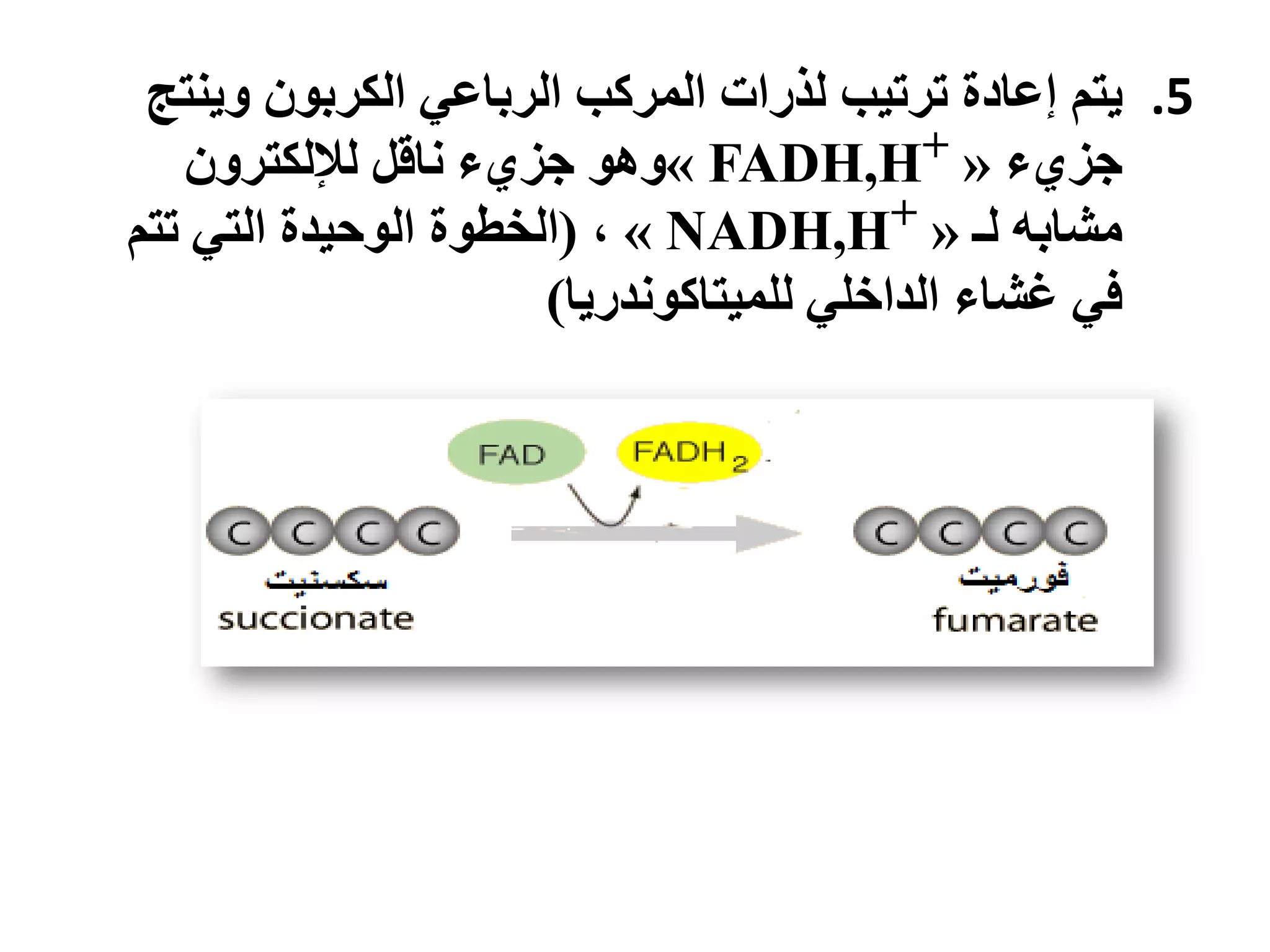.5‫ٚخى‬‫ُٔٚخح‬ ٌٕ‫انكشب‬ ٙ‫انشباع‬ ‫انًشكب‬ ‫نزساث‬ ‫حشحٛب‬ ‫إعادة‬
‫خض٘ء‬«FADH,H+»ٌٔ‫نإلنكخش‬ ‫َالم‬ ‫خض٘ء‬ ْٕٔ
‫نـ‬ ّ‫يشاب‬«NADH,H+»،(‫انخطٕة‬‫حخى‬ ٙ‫انخ‬ ‫انٕحٛذة‬
ٙ‫انذاخه‬ ‫غشاء‬ ٙ‫ف‬‫نهًٛخاكَٕذسٚا‬)
 