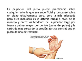 La palpación del pulso puede practicarse sobre
cualquier arteria que sea superficial y descanse sobre
un plano relativamente duro, pero la más adecuada
para esta maniobra es la arteria radial a nivel de la
muñeca y entre los tendones del supinador largo por
fuera y palmar mayor por dentro (canal del pulso) y la
carótida mas cerca de la presión aortica central que el
pulso de una extremidad.
 