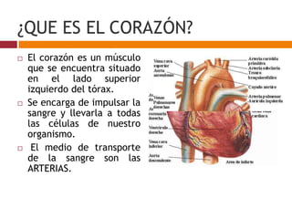 ¿QUE ES EL CORAZÓN?
 El corazón es un músculo
que se encuentra situado
en el lado superior
izquierdo del tórax.
 Se encarga de impulsar la
sangre y llevarla a todas
las células de nuestro
organismo.
 El medio de transporte
de la sangre son las
ARTERIAS.
 