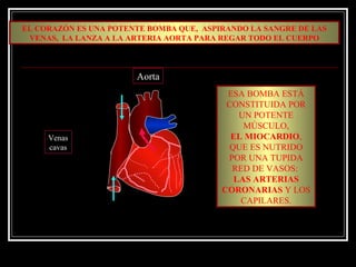 EL CORAZÓN ES UNA POTENTE BOMBA QUE, ASPIRANDO LA SANGRE DE LAS
VENAS, LA LANZA A LA ARTERIA AORTA PARA REGAR TODO EL CUERPO
ESA BOMBA ESTÁ
CONSTITUIDA POR
UN POTENTE
MÚSCULO,
EL MIOCARDIO,
QUE ES NUTRIDO
POR UNA TUPIDA
RED DE VASOS:
LAS ARTERIAS
CORONARIAS Y LOS
CAPILARES.
Venas
cavas
Aorta
 