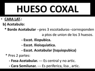 • CARA LAT.:
b) Acetabulo:
* Borde Acetabular --pres 3 escotaduras--corresponden
a ptos de union de los 3 huesos.
- Escot. Iliopubica.
- Escot. Ilioisquiatica.
- Escot. Acetabular (Isquiopubica)
* Pres 2 partes:
- Fosa Acetabular. --- Es central y no artic.
- Cara Semilunar. --- Es periferica, lisa , artic.
HUESO COXAL
 