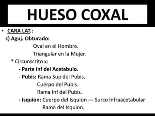 • CARA LAT.:
c) Aguj. Obturado:
Oval en el Hombre.
Triangular en la Mujer.
* Circunscrito x:
- Parte inf del Acetabulo.
- Pubis: Rama Sup del Pubis.
Cuerpo del Pubis.
Rama Inf del Pubis.
- Isquion: Cuerpo del Isquion --- Surco Infraacetabular
Rama del Isquion.
HUESO COXAL
 