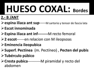 2.- B /ANT
espina iliaca ant sup-----M sartorio y tensor de fascia lata
Escot innominada
Espina iliaca ant inf--------M recto femoral
2 escot------en relacion con M ileopsoas
Eminencia ileopubica
Superf. Pectínea (m. Pectíneo) , Pecten del pubis
Tubérculo púbico
Cresta pubica----------M piramidal y recto del
abdomen
HUESO COXAL: Bordes
 