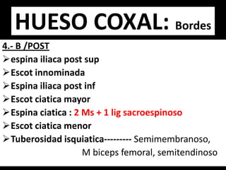 4.- B /POST
espina iliaca post sup
Escot innominada
Espina iliaca post inf
Escot ciatica mayor
Espina ciatica : 2 Ms + 1 lig sacroespinoso
Escot ciatica menor
Tuberosidad isquiatica--------- Semimembranoso,
M biceps femoral, semitendinoso
HUESO COXAL: Bordes
 