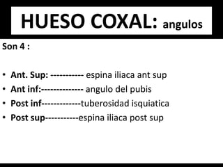 Son 4 :
• Ant. Sup: ----------- espina iliaca ant sup
• Ant inf:-------------- angulo del pubis
• Post inf-------------tuberosidad isquiatica
• Post sup-----------espina iliaca post sup
HUESO COXAL: angulos
 