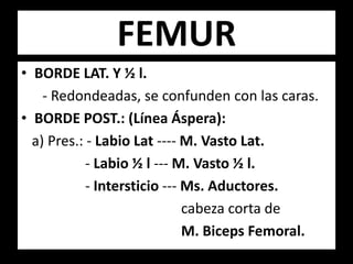 • BORDE LAT. Y ½ l.
- Redondeadas, se confunden con las caras.
• BORDE POST.: (Línea Áspera):
a) Pres.: - Labio Lat ---- M. Vasto Lat.
- Labio ½ l --- M. Vasto ½ l.
- Intersticio --- Ms. Aductores.
cabeza corta de
M. Biceps Femoral.
FEMUR
 