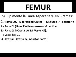 b) Sup mente la Linea Aspera se % en 3 ramas:
1.-Rama Lat. (Tuberosidad Glutea)---M gluteo > , aductor >
2.- Rama ½ (Linea Pectinea).----------M pectíneo
3.- Rama ½ l (Cresta del M. Vasto ½ l).
a veces hay ….
4.- Cresta: ``Cresta del Aductor Corto``
FEMUR
 