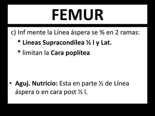 c) Inf mente la Línea áspera se % en 2 ramas:
* Líneas Supracondílea ½ l y Lat.
* limitan la Cara poplítea
• Aguj. Nutricio: Esta en parte ½ de Línea
áspera o en cara post ½ l.
FEMUR
 