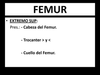 • EXTREMO SUP:
Pres.: - Cabeza del Femur.
- Trocanter > y <
- Cuello del Femur.
FEMUR
 