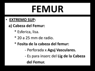 • EXTREMO SUP:
a) Cabeza del Femur:
* Esferica, lisa.
* 20 a 25 mm de radio.
* Fosita de la cabeza del femur:
- Perforada x Aguj Vasculares.
- Es para inserc del Lig de la Cabeza
del Femur.
FEMUR
 