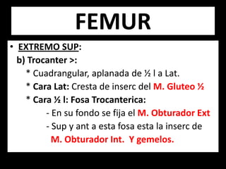 • EXTREMO SUP:
b) Trocanter >:
* Cuadrangular, aplanada de ½ l a Lat.
* Cara Lat: Cresta de inserc del M. Gluteo ½
* Cara ½ l: Fosa Trocanterica:
- En su fondo se fija el M. Obturador Ext
- Sup y ant a esta fosa esta la inserc de
M. Obturador Int. Y gemelos.
FEMUR
 