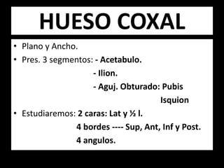 HUESO COXAL
• Plano y Ancho.
• Pres. 3 segmentos: - Acetabulo.
- Ilion.
- Aguj. Obturado: Pubis
Isquion
• Estudiaremos: 2 caras: Lat y ½ l.
4 bordes ---- Sup, Ant, Inf y Post.
4 angulos.
 