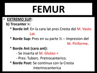 • EXTREMO SUP:
b) Trocanter >:
* Borde Inf: En la cara lat pres Cresta del M. Vasto
Lat.
* Borde Sup: Pres en su parte ½ -- Impresion del
M. Piriforme.
* Borde Ant (cara ant):
- Se inserta el M. Gluteo <
- Pres: Tuberc. Pretrocanterico.
* Borde Post: Se continua con la Cresta
Intertrocanterica
FEMUR
 