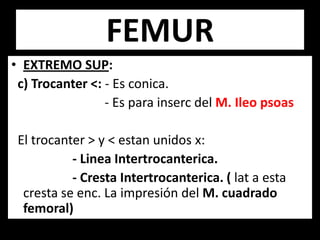 • EXTREMO SUP:
c) Trocanter <: - Es conica.
- Es para inserc del M. Ileo psoas
El trocanter > y < estan unidos x:
- Linea Intertrocanterica.
- Cresta Intertrocanterica. ( lat a esta
cresta se enc. La impresión del M. cuadrado
femoral)
FEMUR
 