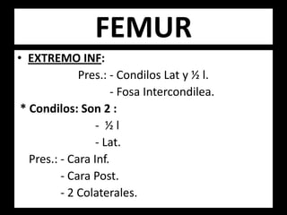 • EXTREMO INF:
Pres.: - Condilos Lat y ½ l.
- Fosa Intercondilea.
* Condilos: Son 2 :
- ½ l
- Lat.
Pres.: - Cara Inf.
- Cara Post.
- 2 Colaterales.
FEMUR
 