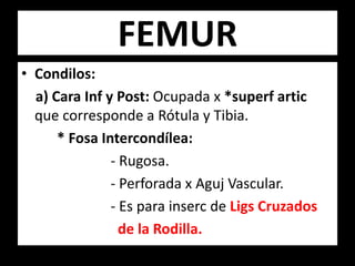 • Condilos:
a) Cara Inf y Post: Ocupada x *superf artic
que corresponde a Rótula y Tibia.
* Fosa Intercondílea:
- Rugosa.
- Perforada x Aguj Vascular.
- Es para inserc de Ligs Cruzados
de la Rodilla.
FEMUR
 