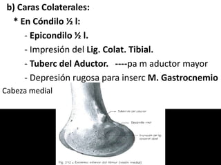 b) Caras Colaterales:
* En Cóndilo ½ l:
- Epicondilo ½ l.
- Impresión del Lig. Colat. Tibial.
- Tuberc del Aductor. ----pa m aductor mayor
- Depresión rugosa para inserc M. Gastrocnemio
Cabeza medial
 