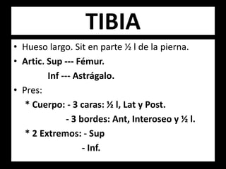 TIBIA
• Hueso largo. Sit en parte ½ l de la pierna.
• Artic. Sup --- Fémur.
Inf --- Astrágalo.
• Pres:
* Cuerpo: - 3 caras: ½ l, Lat y Post.
- 3 bordes: Ant, Interoseo y ½ l.
* 2 Extremos: - Sup
- Inf.
 