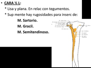 • CARA ½ L:
* Lisa y plana. En relac con tegumentos.
* Sup mente hay rugosidades para inserc de:
M. Sartorio.
M. Gracil.
M. Semitendinoso.
 