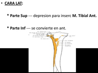 • CARA LAT:
* Parte Sup --- depresion para inserc M. Tibial Ant.
* Parte Inf --- se convierte en ant.
 