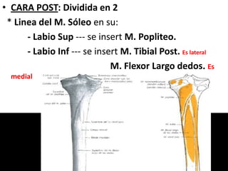 • CARA POST: Dividida en 2
* Linea del M. Sóleo en su:
- Labio Sup --- se insert M. Popliteo.
- Labio Inf --- se insert M. Tibial Post. Es lateral
M. Flexor Largo dedos. Es
medial
 