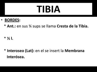 • BORDES:
* Ant.: en sus ¾ sups se llama Cresta de la Tibia.
* ½ l.
* Interoseo (Lat): en el se insert la Membrana
Interósea.
TIBIA
 