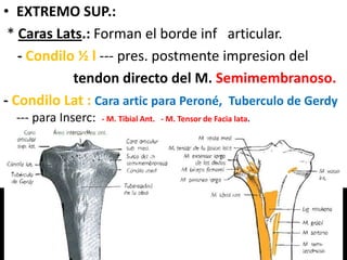 • EXTREMO SUP.:
* Caras Lats.: Forman el borde inf articular.
- Condilo ½ l --- pres. postmente impresion del
tendon directo del M. Semimembranoso.
- Condilo Lat : Cara artic para Peroné, Tuberculo de Gerdy
--- para Inserc: - M. Tibial Ant. - M. Tensor de Facia lata.
 