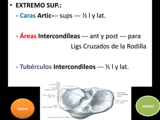 • EXTREMO SUP.:
- Caras Artic--- sups --- ½ l y lat.
- Áreas Intercondíleas --- ant y post --- para
Ligs Cruzados de la Rodilla
- Tubérculos Intercondileos --- ½ l y lat.
medial
lateral
 
