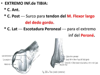 • EXTREMO INF.de TIBIA:
* C. Ant.
* C. Post --- Surco para tendon del M. Flexor largo
del dedo gordo.
* C. Lat --- Escotadura Peroneal --- para el extremo
inf del Peroné.
 