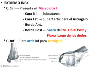 • EXTREMO INF.:
* C. ½ l --- Presenta el Maleolo ½ l:
- Cara ½ l --- Subcutanea.
- Cara Lat --- Superf artic para el Astragalo.
- Borde Ant.
- Borde Post --- Surco del M. Tibial Post y
Flexor Largo de los dedos.
* C. Inf --- Cara artic inf para Astrágalo.
 