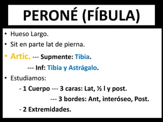 PERONÉ (FÍBULA)
• Hueso Largo.
• Sit en parte lat de pierna.
• Artic. --- Supmente: Tibia.
--- Inf: Tibia y Astrágalo.
• Estudiamos:
- 1 Cuerpo --- 3 caras: Lat, ½ l y post.
--- 3 bordes: Ant, interóseo, Post.
- 2 Extremidades.
 
