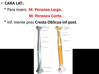 • CARA LAT.:
* Para inserc. M. Peroneo Largo.
M. Peroneo Corto.
* Inf. mente pres Cresta Oblicua inf post.
 