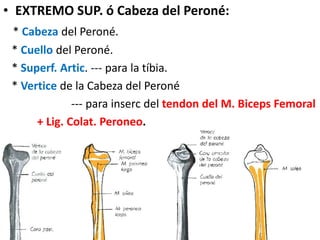 • EXTREMO SUP. ó Cabeza del Peroné:
* Cabeza del Peroné.
* Cuello del Peroné.
* Superf. Artic. --- para la tíbia.
* Vertice de la Cabeza del Peroné
--- para inserc del tendon del M. Biceps Femoral
+ Lig. Colat. Peroneo.
 