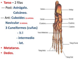 • Tarso – 2 filas
--- Post: Astrágalo.
Calcáneo.
--- Ant: Cuboides ES LATERAL
Navicular ES MEDIAL
3 Cuneiformes (cuñas)
- ½ l
- intermedio
- lat.
• Metatarso.
• Dedos.
 