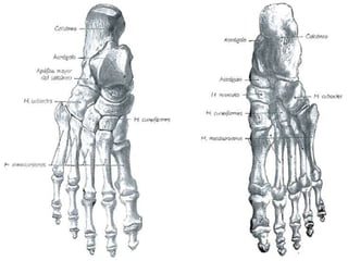 11.esqueleto miembro inferior