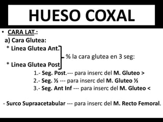 • CARA LAT.:
a) Cara Glutea:
* Linea Glutea Ant.
% la cara glutea en 3 seg:
* Linea Glutea Post.
1.- Seg. Post.--- para inserc del M. Gluteo >
2.- Seg. ½ --- para inserc del M. Gluteo ½
3.- Seg. Ant Inf --- para inserc del M. Gluteo <
- Surco Supraacetabular --- para inserc del M. Recto Femoral.
HUESO COXAL
 
