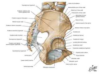 11.esqueleto miembro inferior