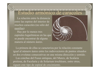 Estudio armónico de caracoles
La relación entre la distancia
entre las espiras del interior de
muchos caracoles (no sólo del
nautilus)
Hay por lo menos tres
espirales logarítmicas en las que
se puede encontrar de alguna
manera al número áureo.
La primera de ellas se caracteriza por la relación constante
igual al número áureo entre los radiovectores de puntos situados
en dos evolutas consecutivas en una misma dirección y sentido.
Las conchas del Fusus antiquus, del Murex, de Scalaria
pretiosa, de Facelaria y de Solarium trochleare, entre otras,
siguen este tipo de espiral de crecimiento.
 