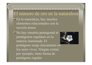 El número de oro en la naturaleza
En la naturaleza, hay muchos
elementos relacionados con la
sección áurea:
No hay simetría pentagonal ni
pentágonos regulares en la
materia inanimada. El
pentágono surge únicamente en
los seres vivos. Ningún cristal,
por ejemplo, tiene forma de
pentágono regular.
 