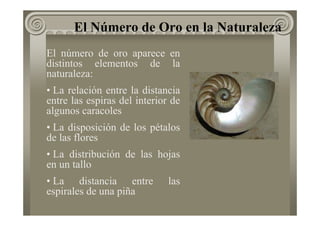 El Número de Oro en la Naturaleza
El número de oro aparece en
distintos elementos de la
naturaleza:
• La relación entre la distancia
entre las espiras del interior de
algunos caracoles
• La disposición de los pétalos
de las flores
• La distribución de las hojas
en un tallo
• La distancia entre las
espirales de una piña
 