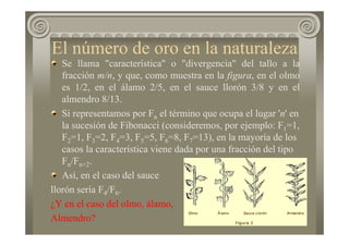 El número de oro en la naturaleza
Se llama "característica" o "divergencia" del tallo a la
fracción m/n, y que, como muestra en la figura, en el olmo
es 1/2, en el álamo 2/5, en el sauce llorón 3/8 y en el
almendro 8/13.
Si representamos por Fn el término que ocupa el lugar 'n' en
la sucesión de Fibonacci (consideremos, por ejemplo: F1=1,
F2=1, F3=2, F4=3, F5=5, F6=8, F7=13), en la mayoría de los
casos la característica viene dada por una fracción del tipo
Fn/Fn+2.
Así, en el caso del sauce
llorón sería F4/F6.
¿Y en el caso del olmo, álamo,
Almendro?
 