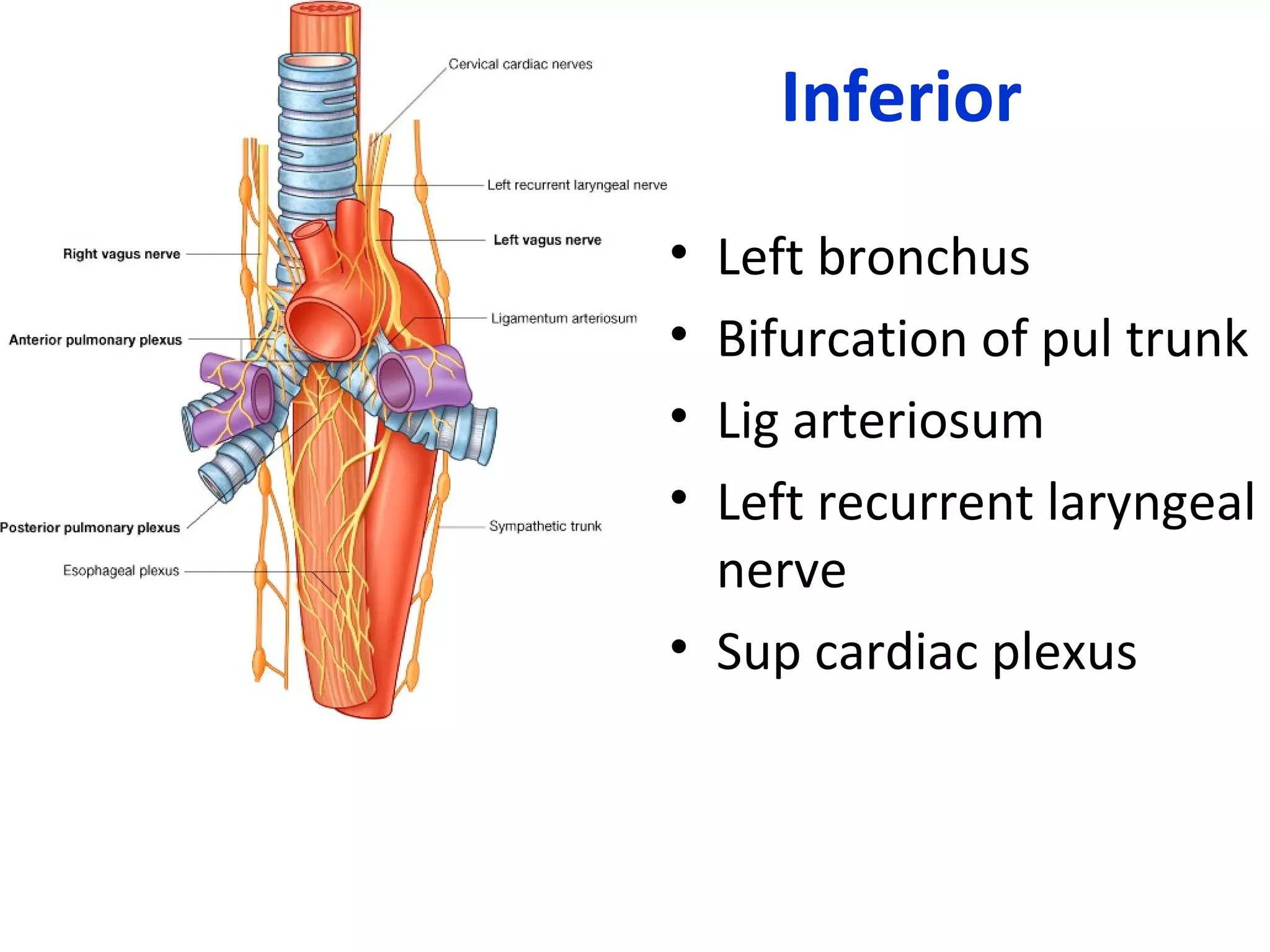 Inferior
• Left bronchus
• Bifurcation of pul trunk
• Lig arteriosum
• Left recurrent laryngeal
nerve
• Sup cardiac plexus
 