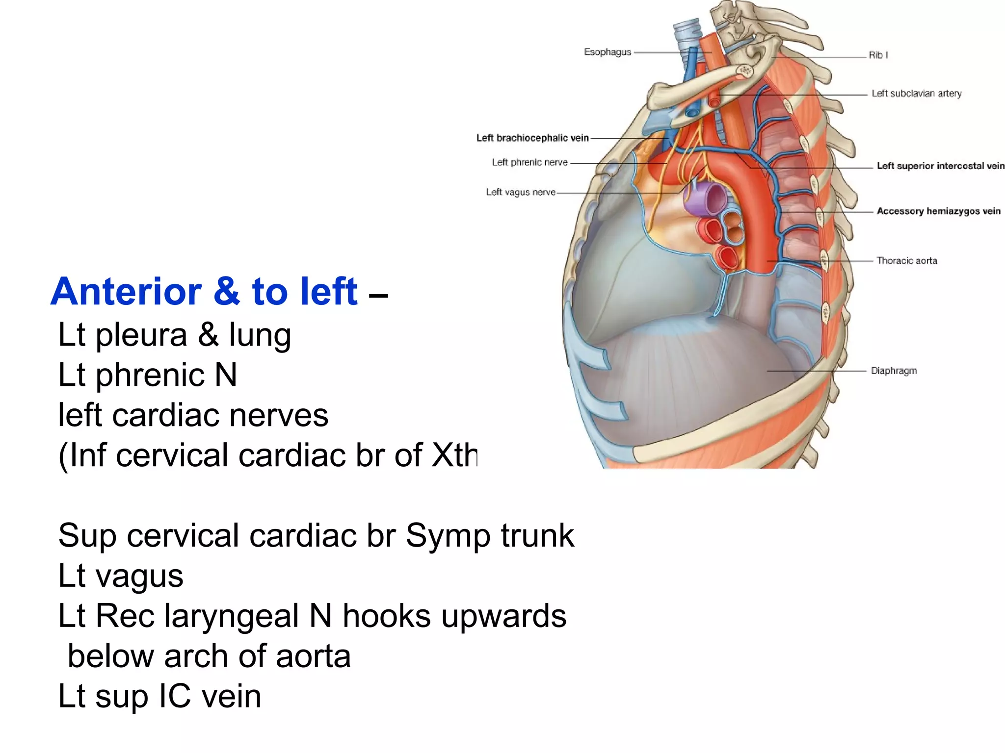 Anterior & to left –
Lt pleura & lung
Lt phrenic N
left cardiac nerves
(Inf cervical cardiac br of Xth N
Sup cervical cardiac br Symp trunk
Lt vagus
Lt Rec laryngeal N hooks upwards
below arch of aorta
Lt sup IC vein
 