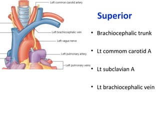 Superior
• Brachiocephalic trunk
• Lt commom carotid A
• Lt subclavian A
• Lt brachiocephalic vein
 
