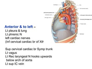 Anterior & to left –
Lt pleura & lung
Lt phrenic N
left cardiac nerves
(Inf cervical cardiac br of Xth N
Sup cervical cardiac br Symp trunk
Lt vagus
Lt Rec laryngeal N hooks upwards
below arch of aorta
Lt sup IC vein
 