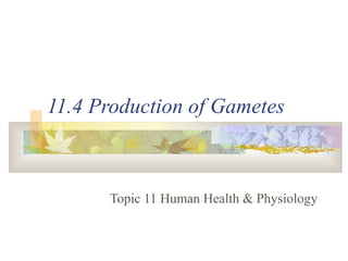 11.4 Production of Gametes
Topic 11 Human Health & Physiology
 